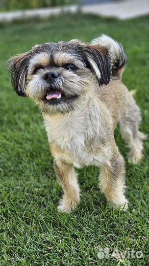 Ши-тцу вязка