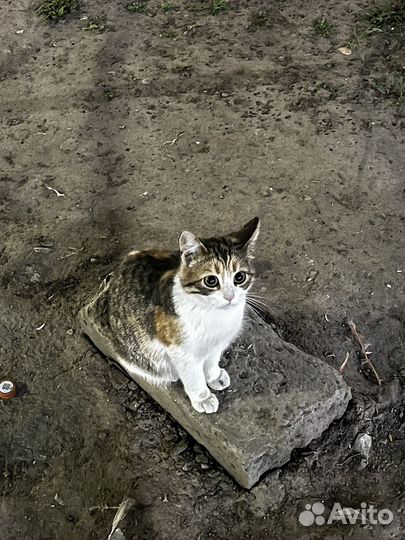 Кошка