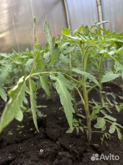 Рассада помидор