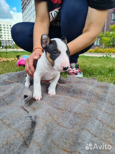 Миниатюрный бультерьер щенки