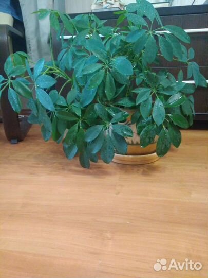 Шефлера, драцена, фиалки, замиокулькас, фикус