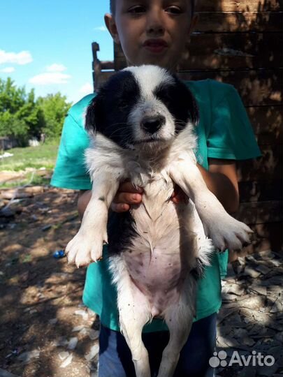 Щенок в добрые руки бесплатно безпородистая