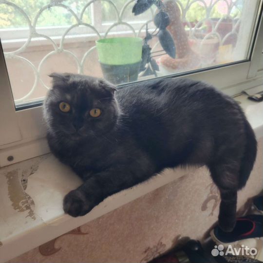 Шотландская вислоухая кошка бесплатно