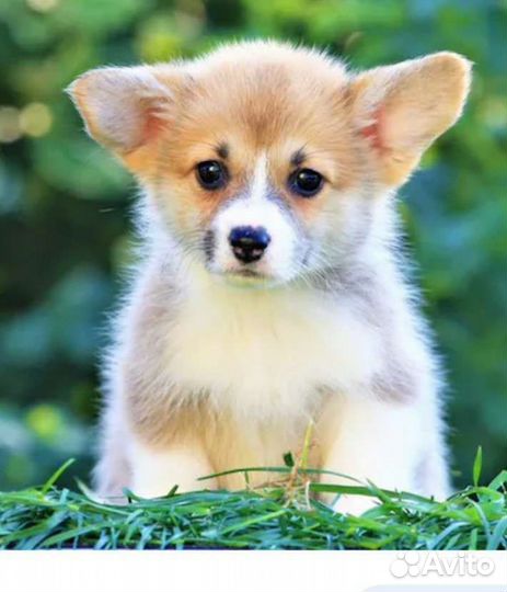 Щенки корги