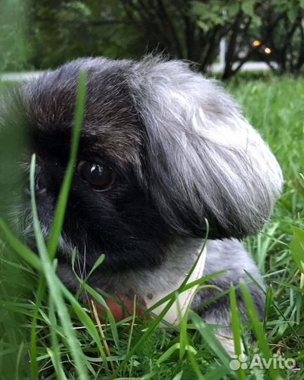 Передержка собак для тревожных хозяев