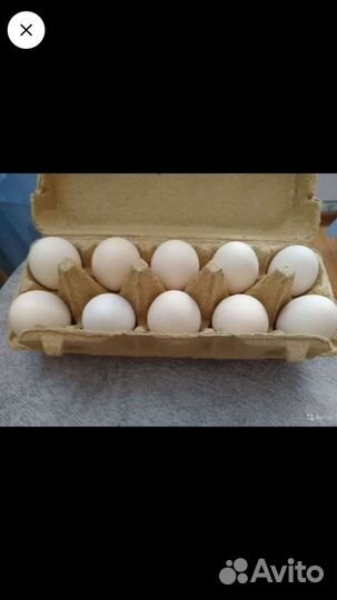 Домашние куриные яйца