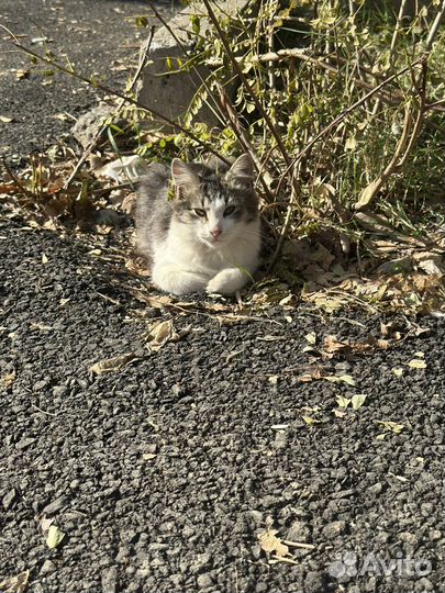 Котята в добрые руки мальчик и девочка