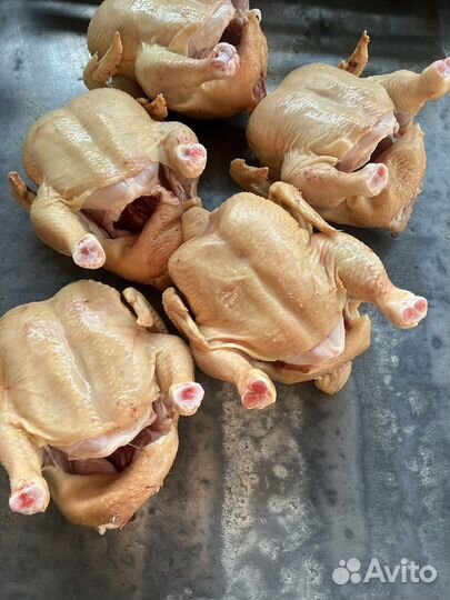 Домашние куры бройлеры