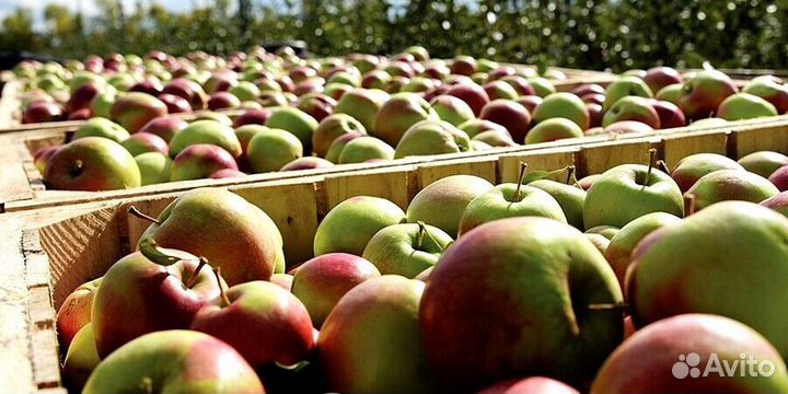 Сборщик яблок. Сезонная работа