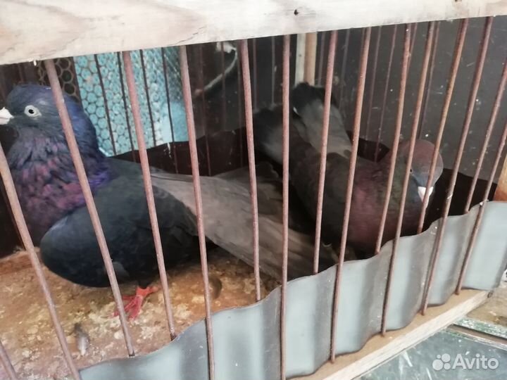 Продам Ставропольских высоколетных голубей