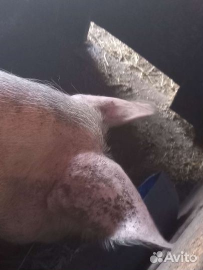 Продам хряка