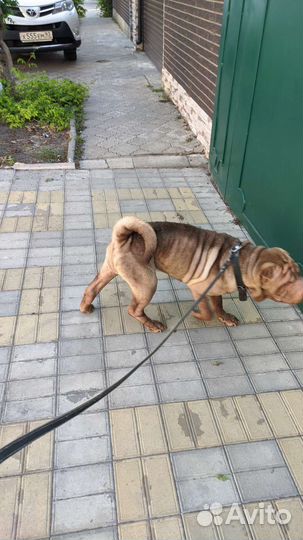 Шарпей в добрые руки