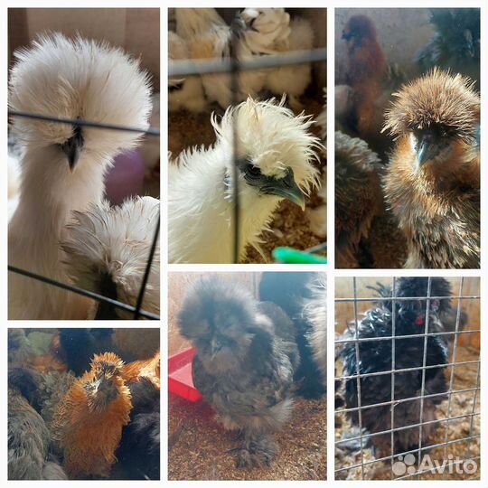 Молодые петухи, цыплята, инкубационное яйцо