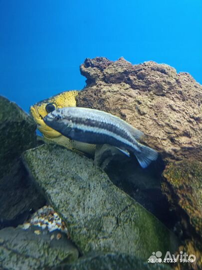 Рыбки цихлиды