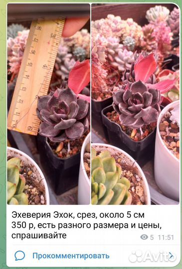 Эхеверия
