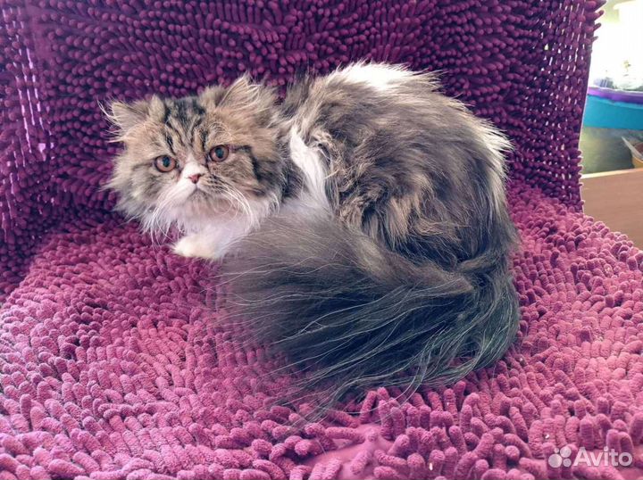 Коты на вязку