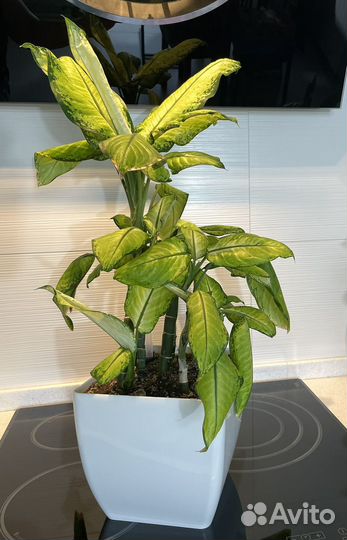 Диффенбахия со светлыми листьями