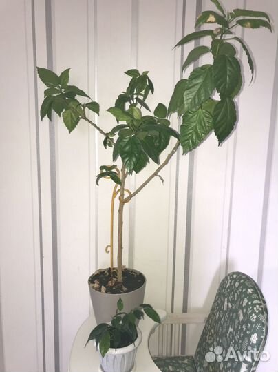 Гибискус китайская роза и фикус