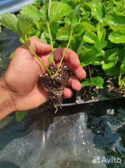 Рассада клубники клери