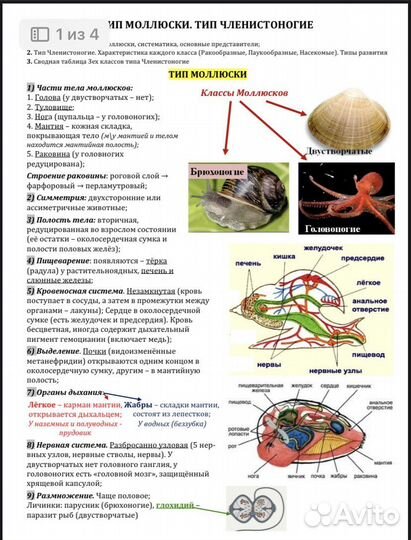 Конспекты егэ биология