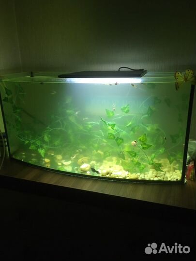 Аквариум 100л с колукруглым стеклом, с рыбками