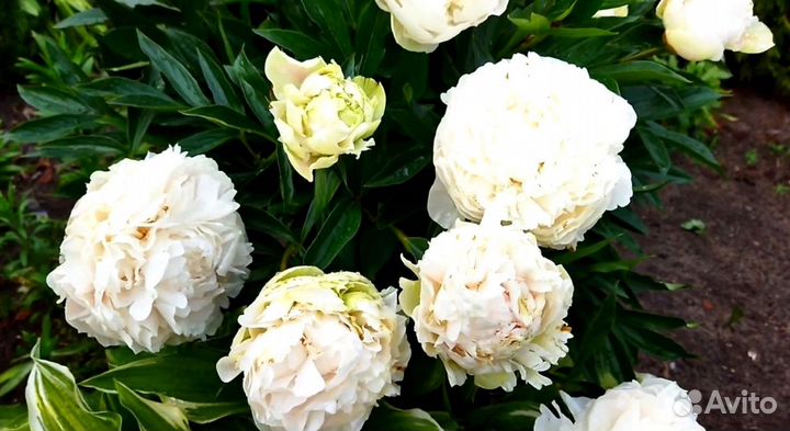 Пион Соланж, корневища