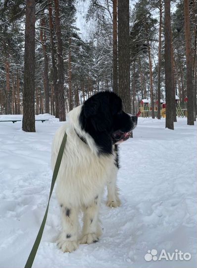 Ньюфаундленд вязка