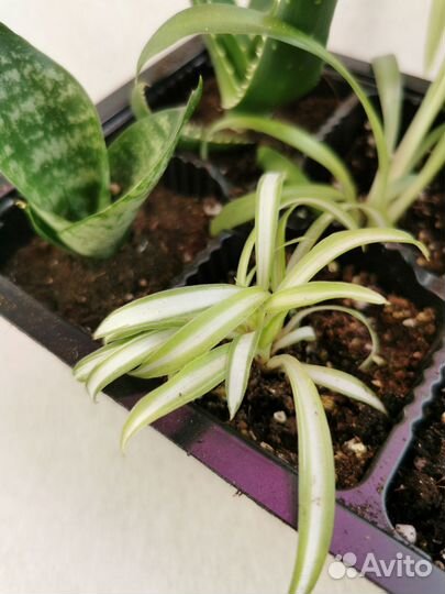 Мини бокс из 6 растений