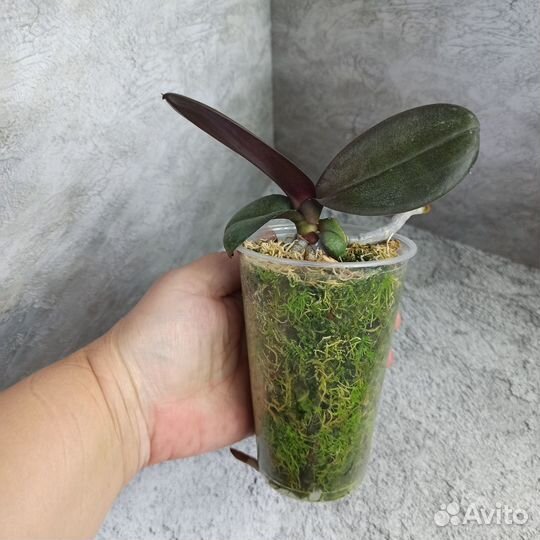 Орхидея детка Нарбона