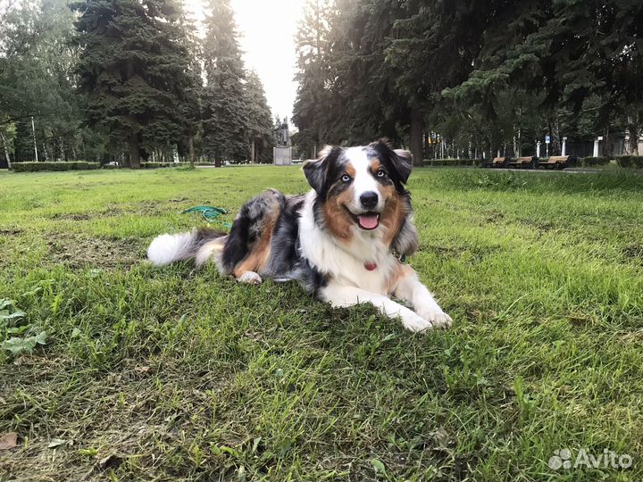 Собака для с'емок/фотосессии/реклама/кино