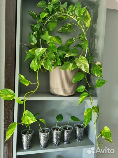 Эпипремнум золотистый