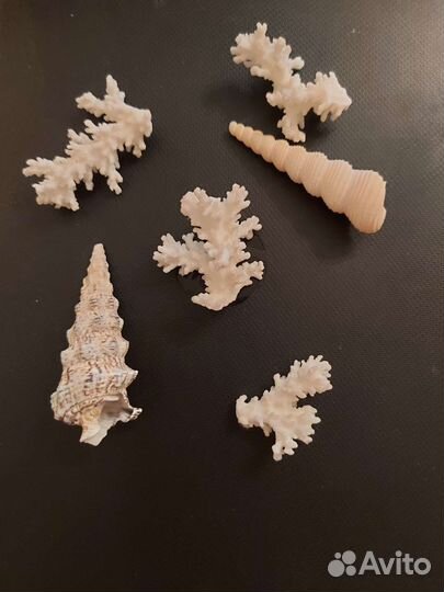 Ракушки и кораллы