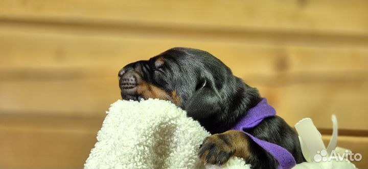 Щенки добермана