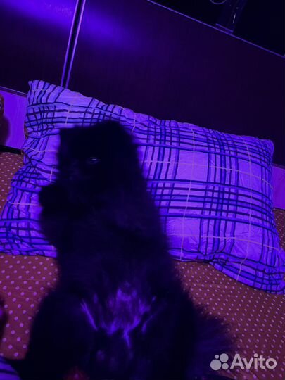 Вязка кобель шпиц