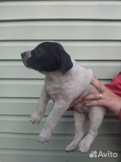 Щенки бесплатно