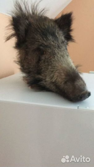 Декоративная голова кабана