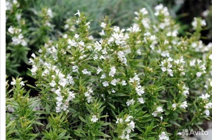 Чабер горный(кондари,цитрон, джамбул)