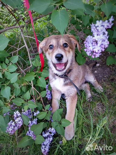 Собака-улыбака, 3 мес, девочка