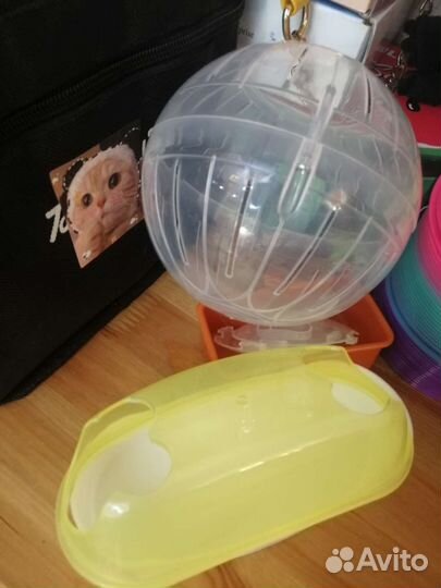 Джунгарские хомяки