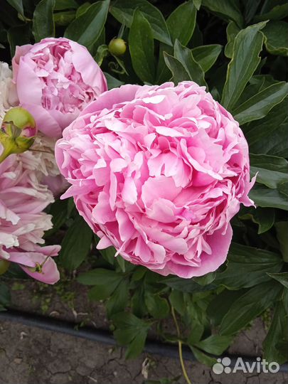 Корневища пионов для осенней посадки