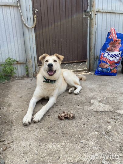 Собака в добрые руки