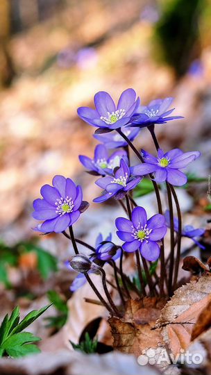 Чабрец тимьян