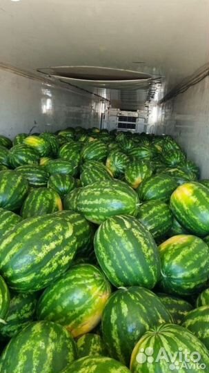 Арбузы оптом