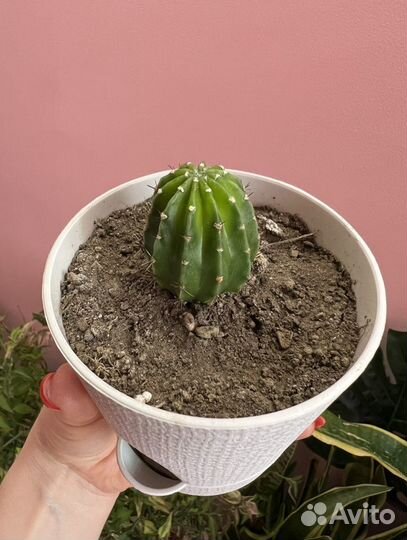 Кактус эхинопсис