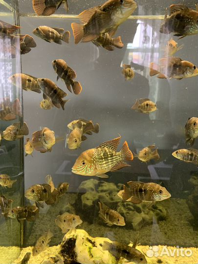 Аквариумные рыбки цихлиды