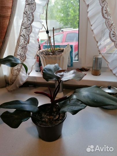 Филодендрон Ред эмеральд