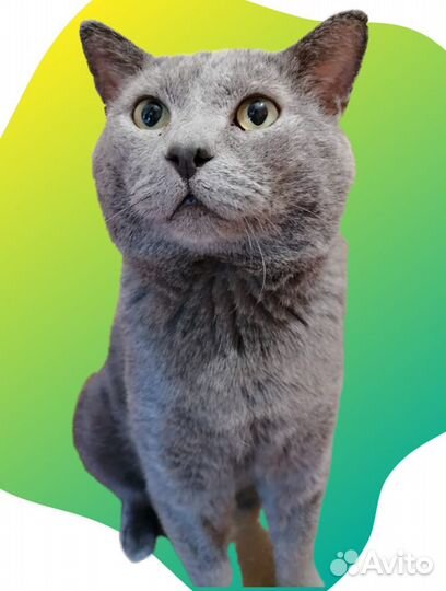 Котик ищет дом