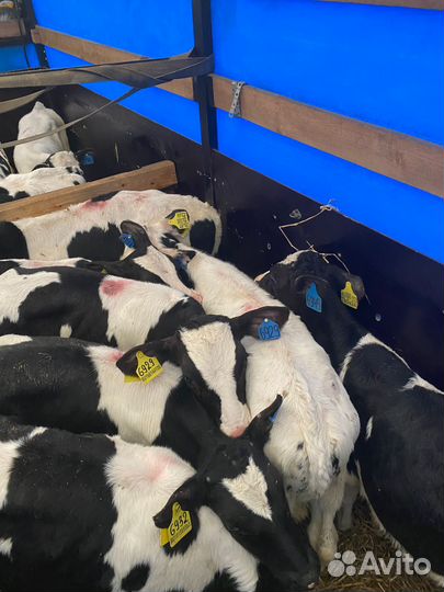 Телята бычки 3-4 мес, отпоенные. Доставка