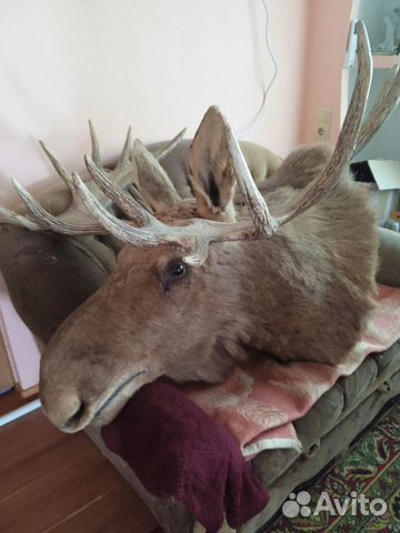 Чучело головы лося