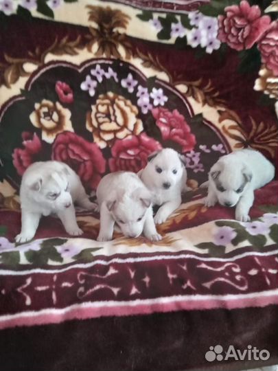 Щенки Хаски